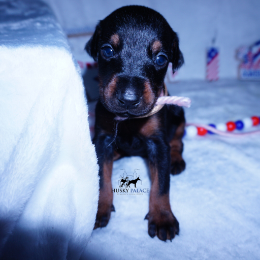 Champion Bloodlines - Euro Ty Lee 11